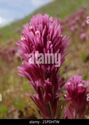 (Castilleja exserta exserta), Plantae, réserve régionale de Black Diamond Mines, Brentwood, CA, US Banque D'Images