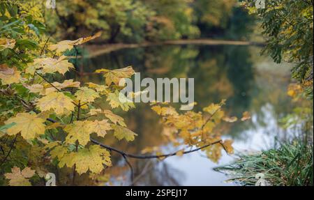Une branche d'arbre feuillu se reflète dans l'eau. L'eau est calme et immobile. Les feuilles de l'arbre sont jaunes et brunes Banque D'Images