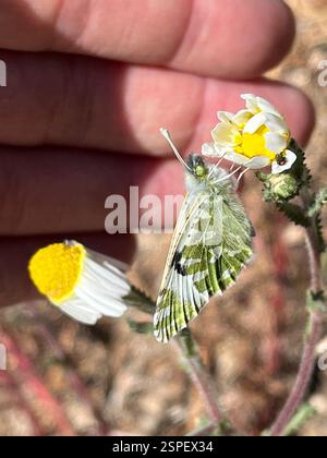 Blanc rayé vert (Euchloe belemia), insecte, Caminho da Baleeira São Rafael Raposo, Albufeira, Algarve, PT Banque D'Images