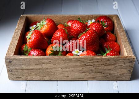 Boîte en bois remplie de fraises rouges mûres, de feuilles vertes et de petites fleurs sur une surface blanche. Photographie fraîche Banque D'Images