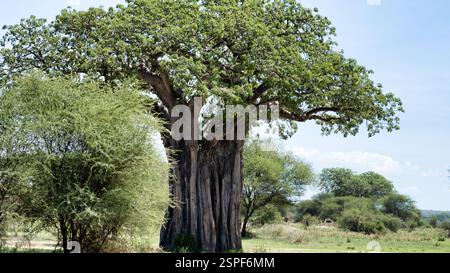 Le majestueux Baobab Tree se dresse dans un magnifique paysage naturel entouré par la nature Tarangire National Park Tanzania Africa Banque D'Images