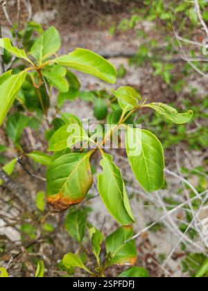 Bois d'oiseau épineux (Citharexylum spinosum), Plantae, Caïman Brac, KY Banque D'Images