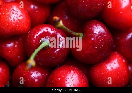 Cerises rouges juteuses avec des gouttelettes d'eau se rapprochent. Photographie macro-alimentaire Banque D'Images