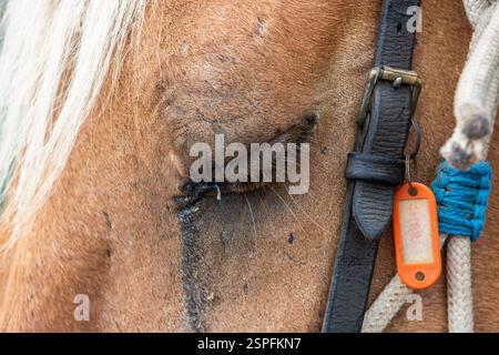 Gros plan de l'œil d'un cheval de trait brun en Camargue Banque D'Images