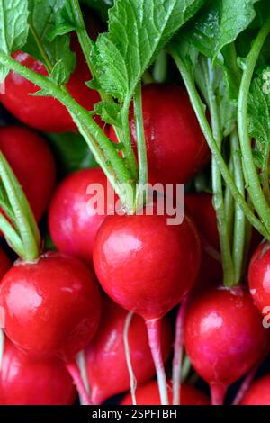 Radis bio frais avec des verts en gros plan. Photographie culinaire Banque D'Images