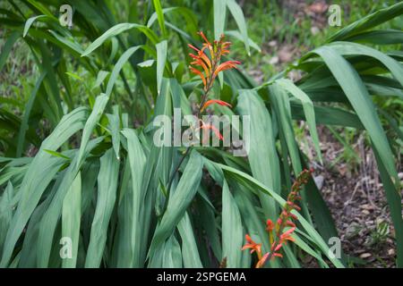Drapeau africain (Chasmanthe floribunda), Plantae, Pasadena, CA, États-Unis Banque D'Images