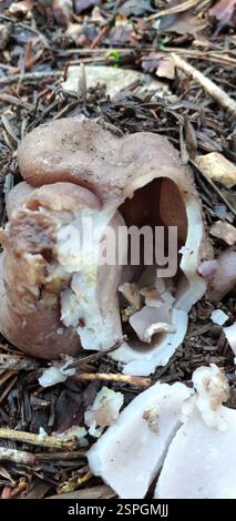 Couronne rose (Sarcosphaera coronaria), champignons, Sparta 231 00, Grèce Banque D'Images