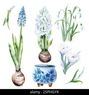 Illustration d'aquarelle botanique d'un ensemble de fleurs primaires jacinthes, gouttes de neige, crocus, Muscari et un pot de fleurs. Illustration aquarelle sur fond blanc. Fleurs dessinées à la main adaptées aux dessins de printemps et de Pâques dans des couleurs pastel délicates Banque D'Images
