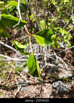 Bois d'oiseau épineux (Citharexylum spinosum), Plantae, Caïman Brac, KY Banque D'Images