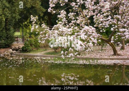 Magnolia fleurissent près du lac et se reflètent dans l'eau dans Turkenschanzpark à Vienne. Concept de ressort. Banque D'Images