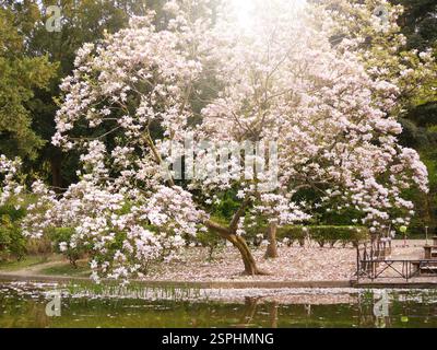 Magnolia fleurissent près du lac et se reflètent dans l'eau dans Turkenschanzpark à Vienne. Photo avec espace de copie clignotant. Concept de ressort. Banque D'Images