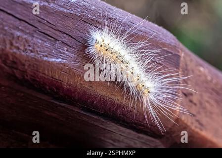Une chenille blanche à tussock en noyer blanc rampant le long d'une surface en bois, ses poils longs et délicats se distinguent dans les moindres détails. Banque D'Images