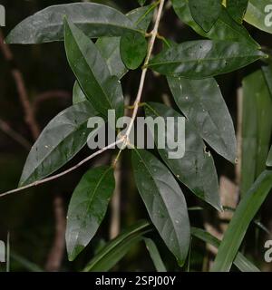 Spiny Fiddlewood (Citharexylum spinosum), Plantae, Hilo, HI 96720, États-Unis Banque D'Images