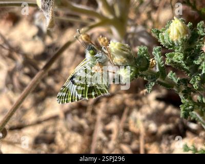 Blanc rayé vert (Euchloe belemia), insecte, Caminho da Baleeira São Rafael Raposo, Albufeira, Algarve, PT Banque D'Images