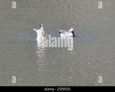 Gadwall (Mareca strepera), Aves, New York, NY 10019, États-Unis Banque D'Images