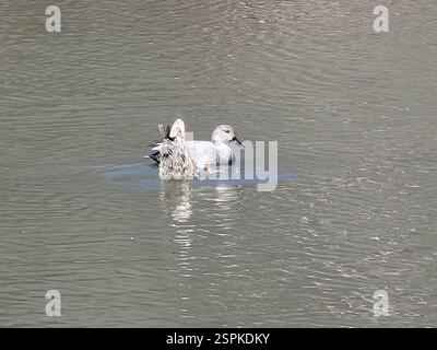 Gadwall (Mareca strepera), Aves, New York, NY 10019, États-Unis Banque D'Images