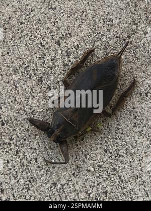 Eastern Toe-biter (Benacus griseus), Insecta, E River Falcons Way, Orlando, FL, États-Unis Banque D'Images