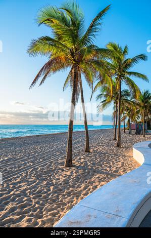 Palmiers sur Fort Lauderdale Beach, Floride Banque D'Images