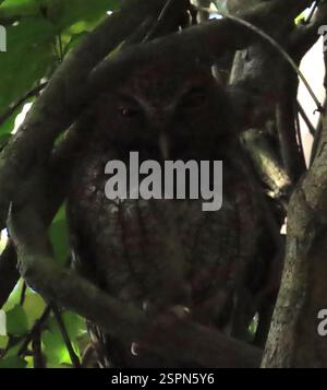 Chocó Screech-Owl (Megascops centralis), Aves, Colon, PA, un Screech Owl très endormi photographié haut dans un arbre, dans une forêt tropicale sombre au Panama. Chocó le Screech-Owl (Megascops centralis) se trouve du centre du Panama au nord-ouest de la Colombie et dans une bande étroite de l'ouest de l'Équateur. Il habite l'intérieur et les limites des forêts primaires et secondaires humides dans les basses terres et les contreforts. C'est un petit hibou aux yeux jaunes, à motifs cryptiques, qui a tendance à rester bien caché dans le sous-étage. Il ne peut pas être facilement identifié à vue, mais il est le seul hurech-hibou dans la plupart de ses Banque D'Images