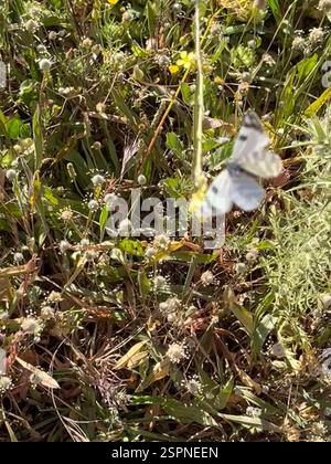 Blanc rayé vert (Euchloe belemia), Insecta, Avenida Cristovão Colombo, Lagos, Algarve, PT, la lumière du soleil si forte que vous pouvez voir à travers les sous-ailes! Banque D'Images
