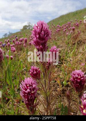 (Castilleja exserta exserta), Plantae, réserve régionale de Black Diamond Mines, Brentwood, CA, US Banque D'Images
