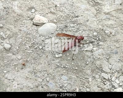 Guêpe à papier brun géant (polistes gigas), insecte, 978台灣花蓮縣瑞穗鄉2-10 Banque D'Images