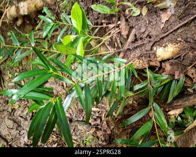 Le pin prunier (Podocarpus elatus), Plantae, Nouvelle-Galles du Sud, au, est présent localement dans les ruisseaux proches de la sclérophylle et de la forêt de pins hoop. Banque D'Images
