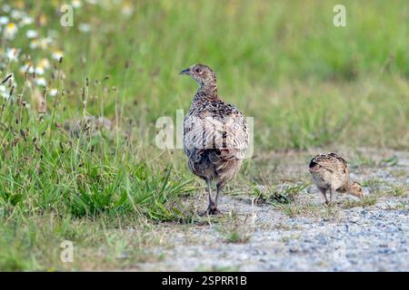 Faisan commun / faisan à col annulaire (Phasianus colchicus) femelle / poule avec repousse le long de la route de campagne en été Banque D'Images