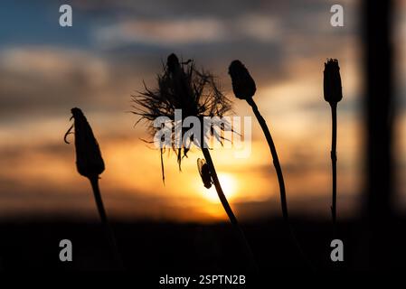 Gros plan de la silhouette d'une mouche sur la tige d'un pissenlit, devant un coucher de soleil orangé Banque D'Images