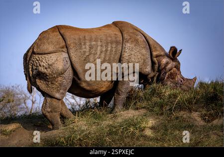 Parc national de Chitwan, Népal - 5 février 2025 - rhinocéros indiens sur une rive de rivière en début de soirée Banque D'Images
