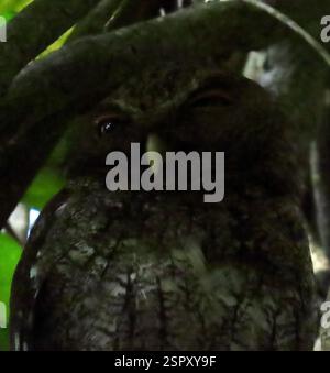 Chocó Screech-Owl (Megascops centralis), Aves, Colon, PA, un Screech Owl très endormi photographié haut dans un arbre, dans une forêt tropicale sombre au Panama. Chocó le Screech-Owl (Megascops centralis) se trouve du centre du Panama au nord-ouest de la Colombie et dans une bande étroite de l'ouest de l'Équateur. Il habite l'intérieur et les limites des forêts primaires et secondaires humides dans les basses terres et les contreforts. C'est un petit hibou aux yeux jaunes, à motifs cryptiques, qui a tendance à rester bien caché dans le sous-étage. Il ne peut pas être facilement identifié à vue, mais il est le seul hurech-hibou dans la plupart de ses Banque D'Images