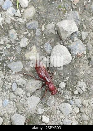 Guêpe à papier brun géant (polistes gigas), insecte, 978台灣花蓮縣瑞穗鄉2-10 Banque D'Images