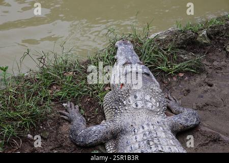 libellule rouge vif se trouve au sommet de la tête d'un grand crocodile reposant sur la rive boueuse d'un étang Banque D'Images