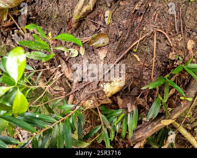 Le pin prunier (Podocarpus elatus), Plantae, Nouvelle-Galles du Sud, au, est présent localement dans les ruisseaux proches de la sclérophylle et de la forêt de pins hoop. Banque D'Images