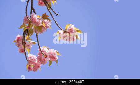 Sakura cerisier fleurit à l'arrière-plan d'un ciel. Concept de ressort. Banque D'Images