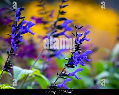 Macro de Salvia guartanitica aromatique et Showy, Black and Bloom, fleurs violettes bleutées vibrantes émergeant de calices noirs Banque D'Images