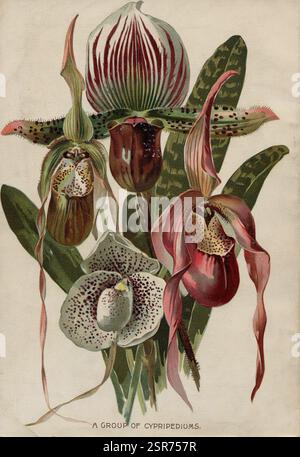 Couverture arrière par Pitcher & Manda 19th Century. Cette couverture arrière exquise dispose d'un arrangement étonnant d'orchidées cypripedium avec leurs structures florales uniques et complexes. Chaque fleur possède des couleurs et des motifs distincts, avec des rouges éclatants, des verts riches et des blancs délicats créant un affichage visuel captivant. Le design souligne la beauté naturelle de ces variétés d'orchidées, soulignant leurs feuilles luxuriantes qui encadrent les fleurs. Banque D'Images
