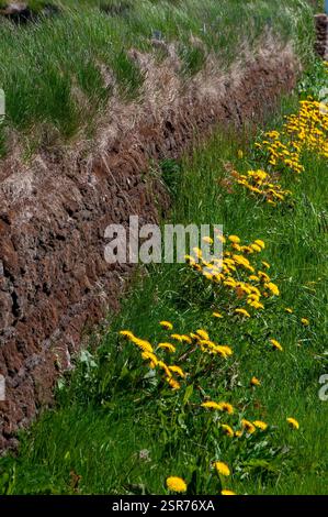 Skagafjordur Islande, fleurs de pissenlit jaunes près du mur de soutènement en gazon Banque D'Images