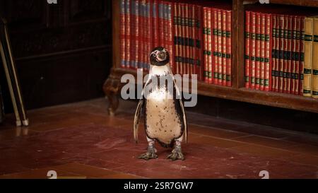 DATE DE SORTIE : 28 mars 2025. TITRE : les leçons de pingouin. STUDIO : Intake films. RÉALISATEUR : Peter Cattaneo. Avec Steve Coogan, nominé aux Oscars, cette dramatique poignante du réalisateur Peter Cattaneo suit l'éveil personnel et politique d'un Anglais après qu'il a adopté un pingouin au cours d'une période cataclysmique de l'histoire Argentine. EN VEDETTE : Baba/Richard les pingouins dans le rôle de Juan Salvador. (Crédit image : © Intake films/Entertainment Pictures/ZUMAPRESS.com) USAGE ÉDITORIAL SEULEMENT ! Non destiné à UN USAGE commercial ! Banque D'Images