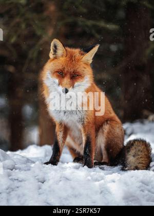Renard rouge assis dans la forêt enneigée pendant l'hiver Banque D'Images