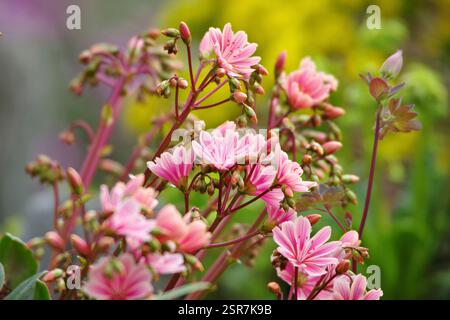 Lewisia cotyledon, Siskiyou lewisia ou Cliff Maids est une vivacité robuste Banque D'Images
