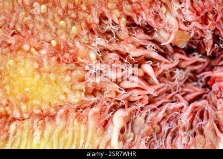 Fond frais de figues découpées et coloré, plat, vue de dessus, texture macro-tropicale aux fruits Banque D'Images