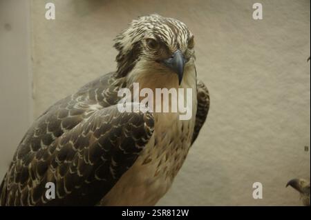 New York, Manhattan. Un refrain de voix réclame justice. Un homme noir, vêtu d'une chemise BLM, lève une pancarte avec "Justice for George Floyd". T Banque D'Images