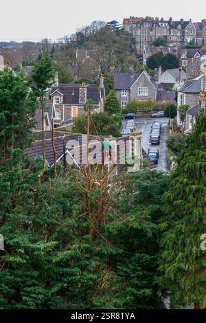 Chirurgien des arbres dans les arbres Banque D'Images