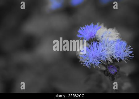 Une touche de violet éclatant dans un monde de niveaux de gris, la façon dont la nature se démarque. Cette fleur délicate nous rappelle que même dans les moments les plus sombres, Beaut Banque D'Images