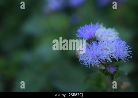Une touche de violet éclatant dans un monde de niveaux de gris, la façon dont la nature se démarque. Cette fleur délicate nous rappelle que même dans les moments les plus sombres, Beaut Banque D'Images