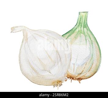 Illustration de baies d'argousier isolé sur blanc. Aquarelle peinte à la main Sea-buckthorn Taste concept clipart. Banque D'Images