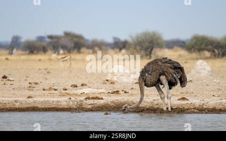 Autruche commune (Struthio camelus), femelle adulte, buvant dans un point d'eau, parc national de Nxai Pan, Botswana, Afrique Banque D'Images