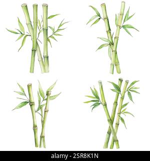 Une illustration aquarelle dessinée à la main de Bamboo Plant illustration qui a été tracée par image et vectorisée. L'illustration est parfaite pour tout projet de conception Illustration de Vecteur