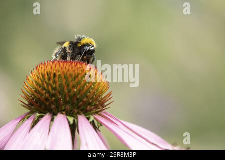 Bourdon à queue de buff (Bombus terrestris) abeille adulte se nourrissant d'une fleur pourpre (Echinacea purpurea) dans un jardin urbain en été, Angleterre, Banque D'Images